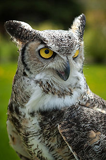 Great Horned Owl