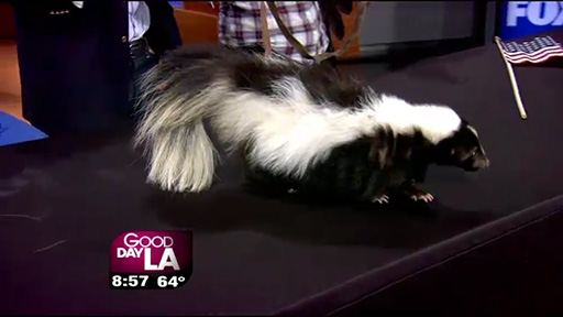 Dolche The Skunk