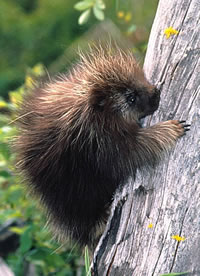 porcupine