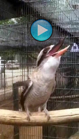Sounds of the Kookaburra